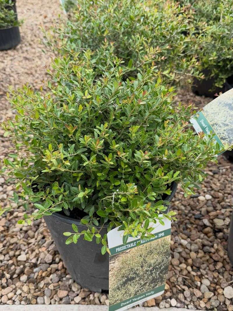 Dwarf Yaupon Holly (Ilex Vomitoria 'Nana')