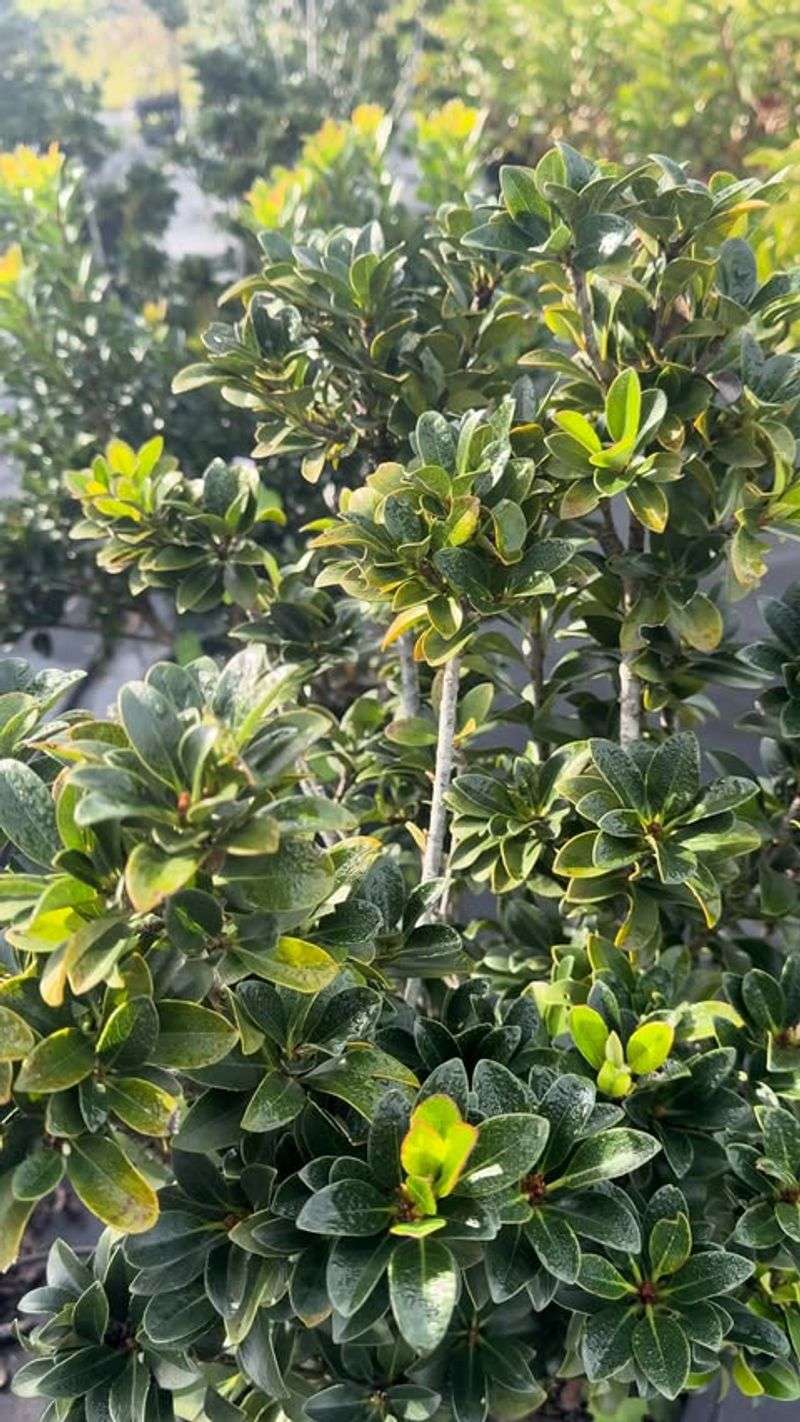 Dwarf Yaupon Holly Keeps Foundation Beds Dense And Tidy