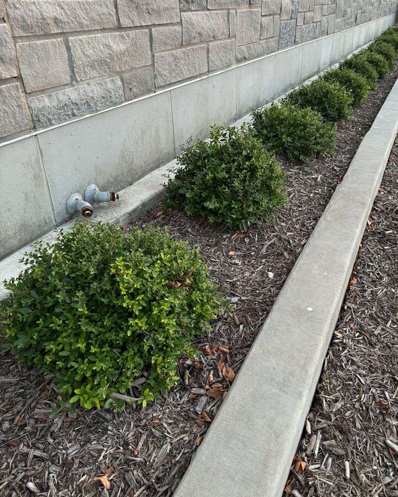 Dwarf Yaupon Holly Keeps Walkways Crisp And Evergreen