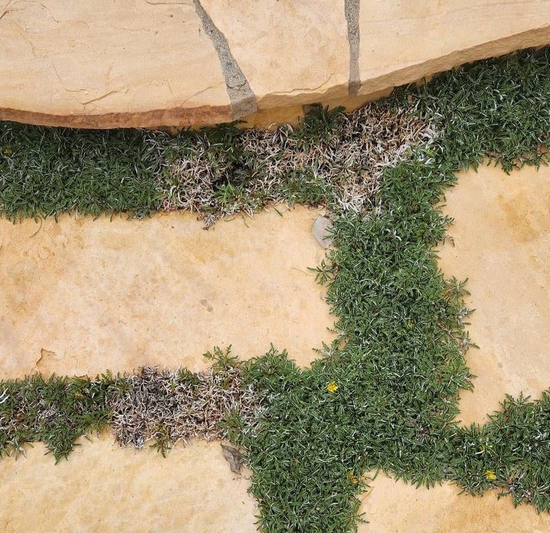 Dymondia Makes Bare Soil Look Finished