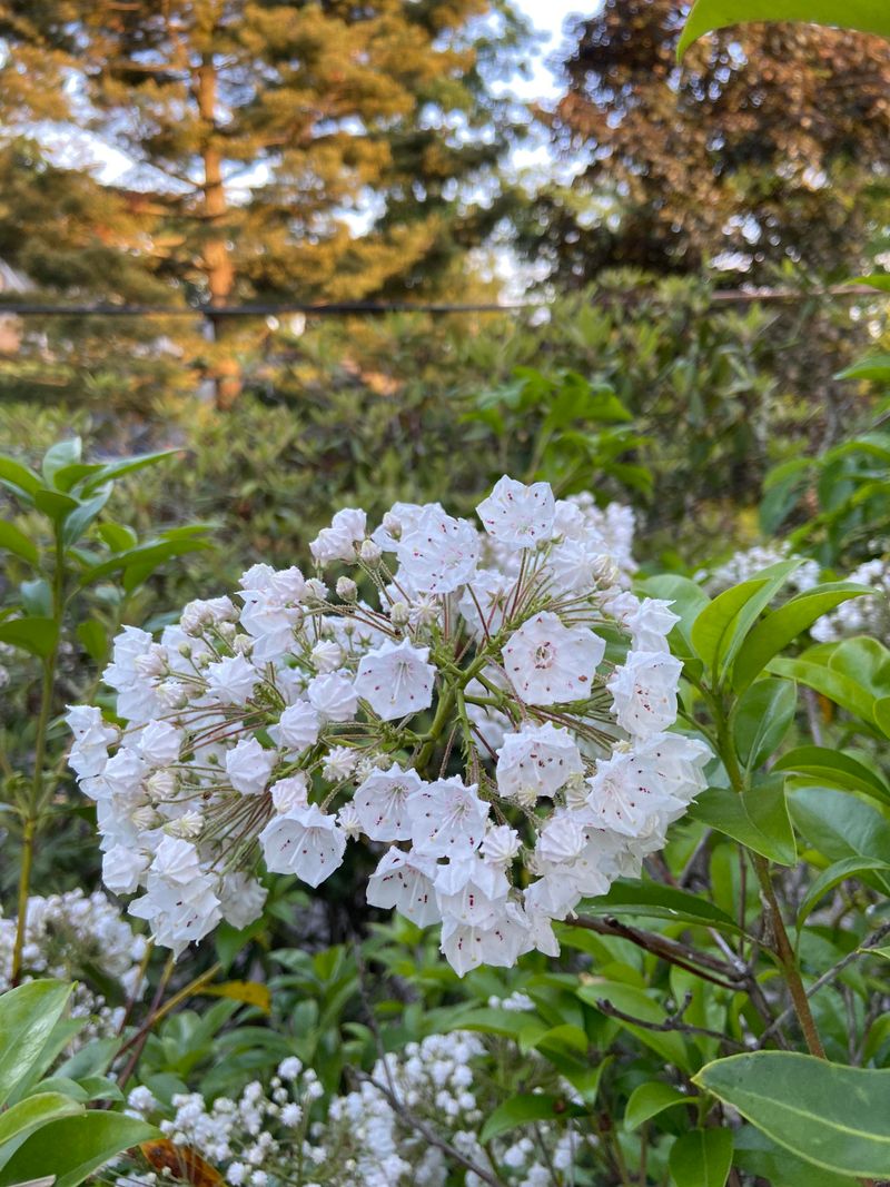 Each Shrub's Bloom Time Reveals Exactly When The Shears Should Stay Put Each Shrub's Bloom Time Reveals Exactly When The Shears Should Stay Put