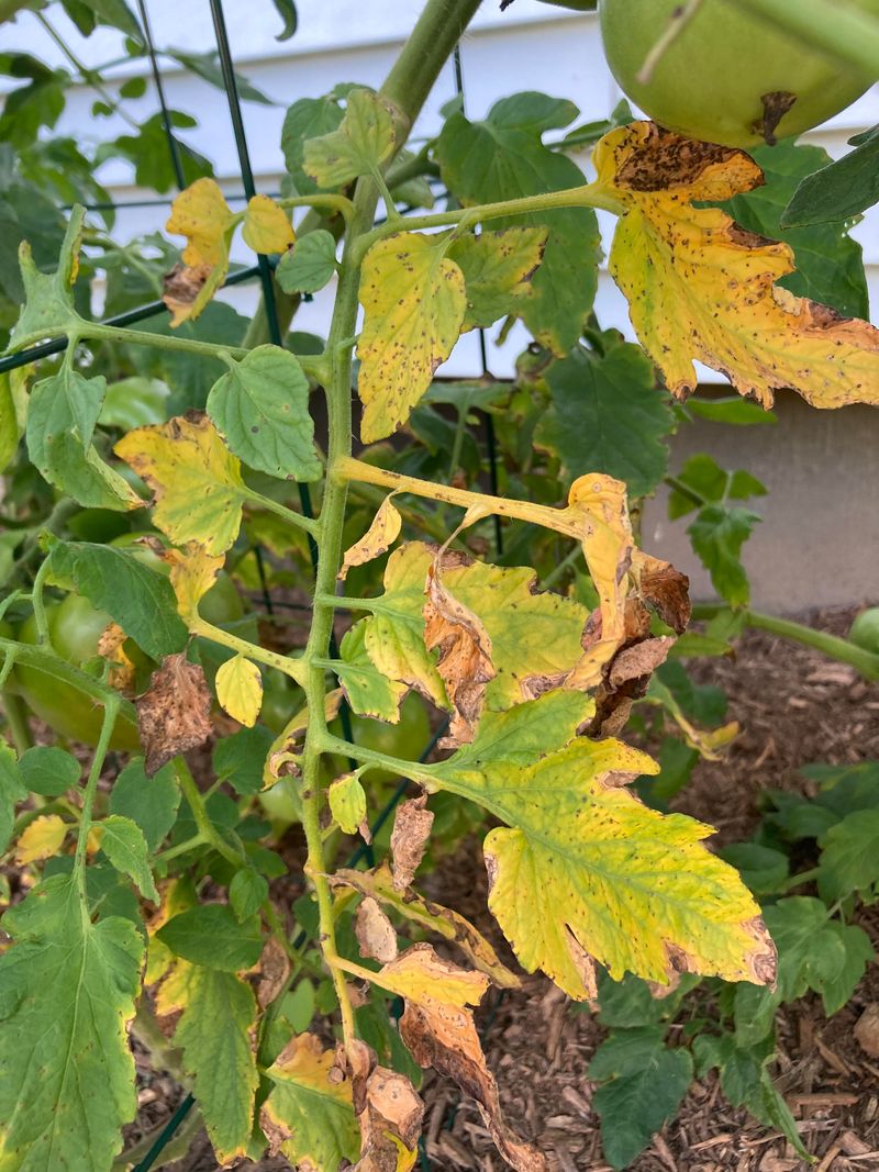 Early Blight Causes Yellow Leaves With Dark Spots Early Blight Causes Yellow Leaves With Dark Spots