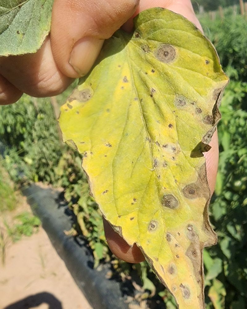 Early Blight Spots Tomato Leaves