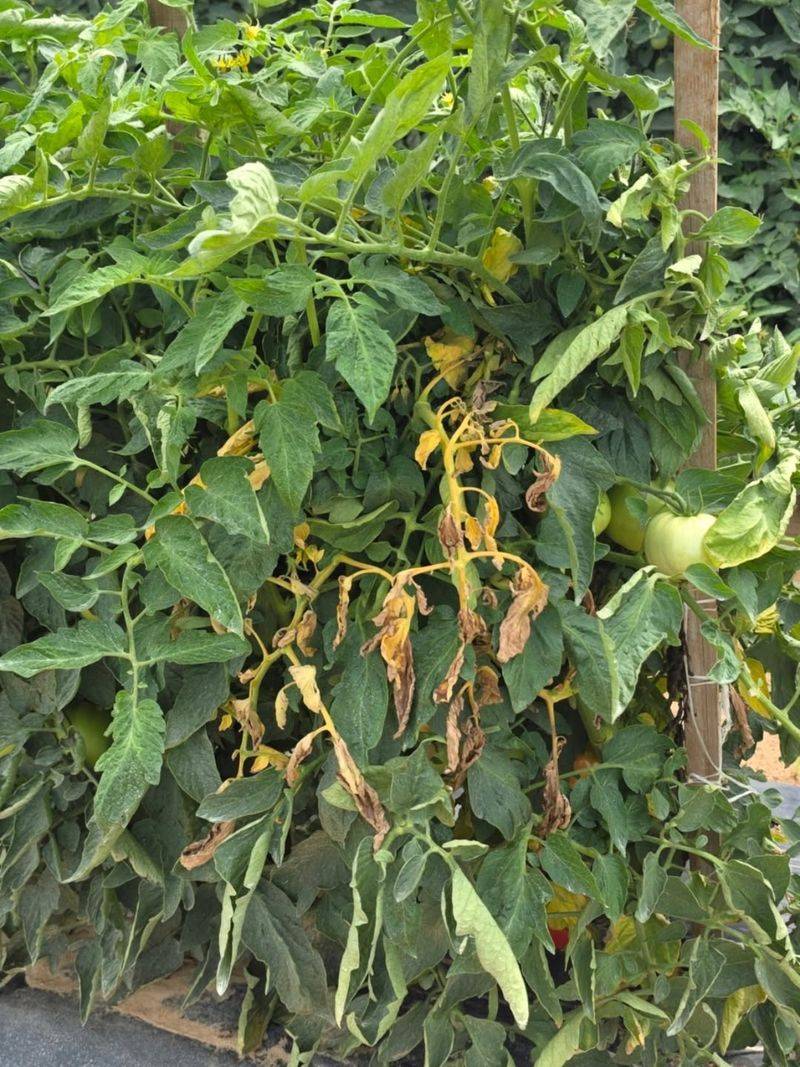 Early Blight Versus Late Blight: Why Identification Matters
