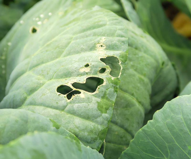 Early Checks Reduce Bigger Leaf Damage