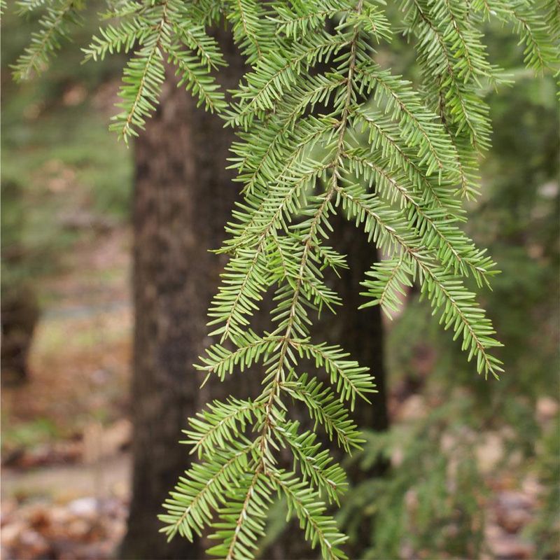 Early Detection Can Save Hemlocks