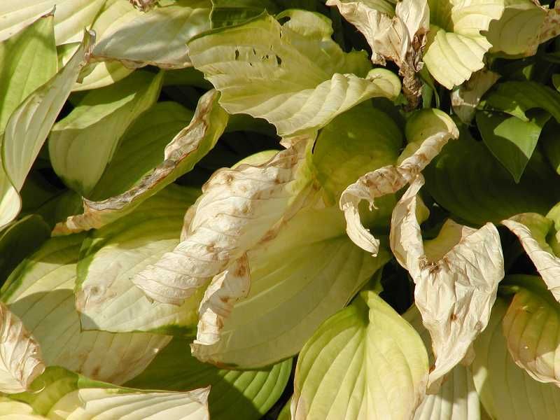 Early Detection Matters More Than Late Spraying