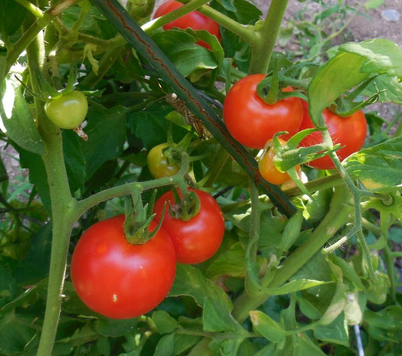 Early Girl Ripens Before Coastal Weather Turns Against You