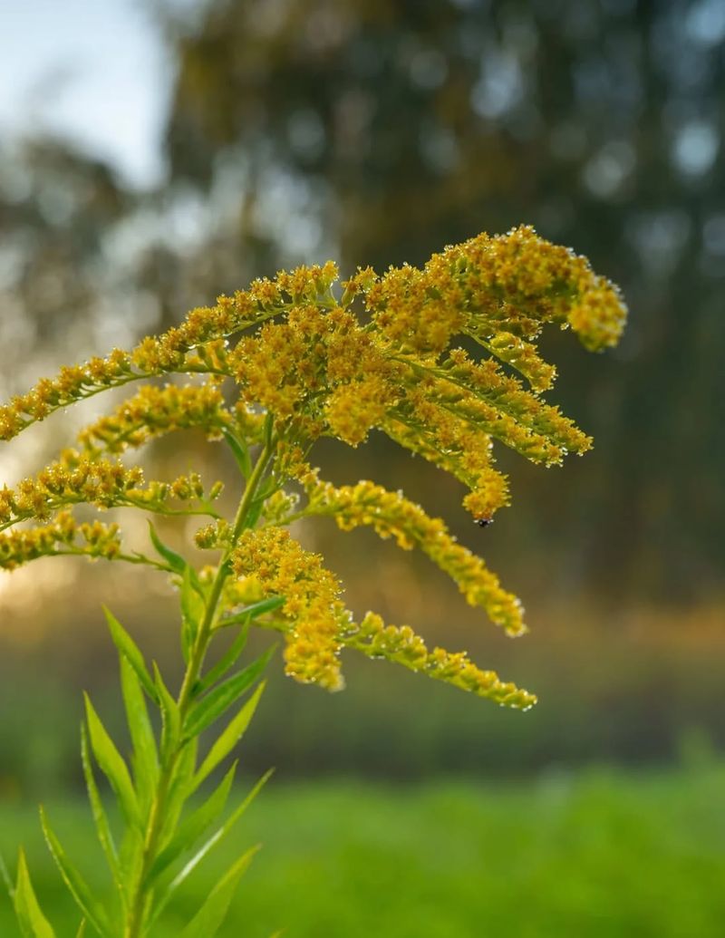 Early Goldenrod Extends The Seed Season Early Goldenrod Extends The Seed Season
