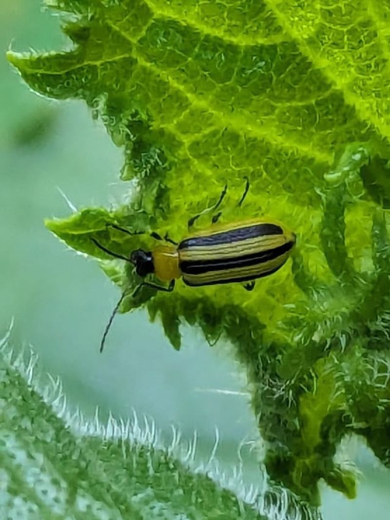 Early Monitoring Matters More Than Late Spraying