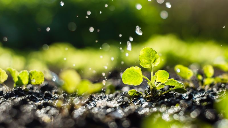 Early Morning Helps Plants Handle Heat