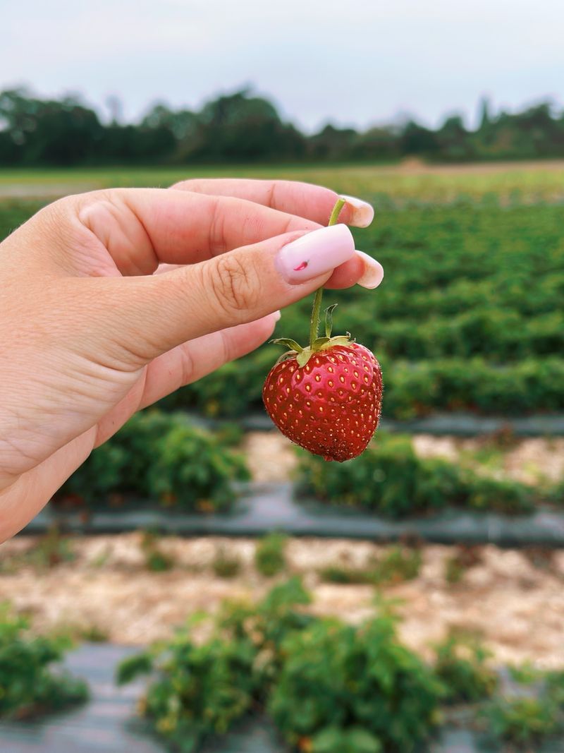 Early Morning Picking Helps Preserve The Best Flavor