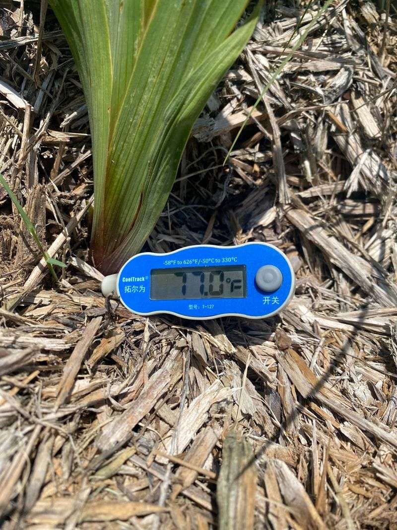 Early Mulch Keeps Soil Temperatures More Even