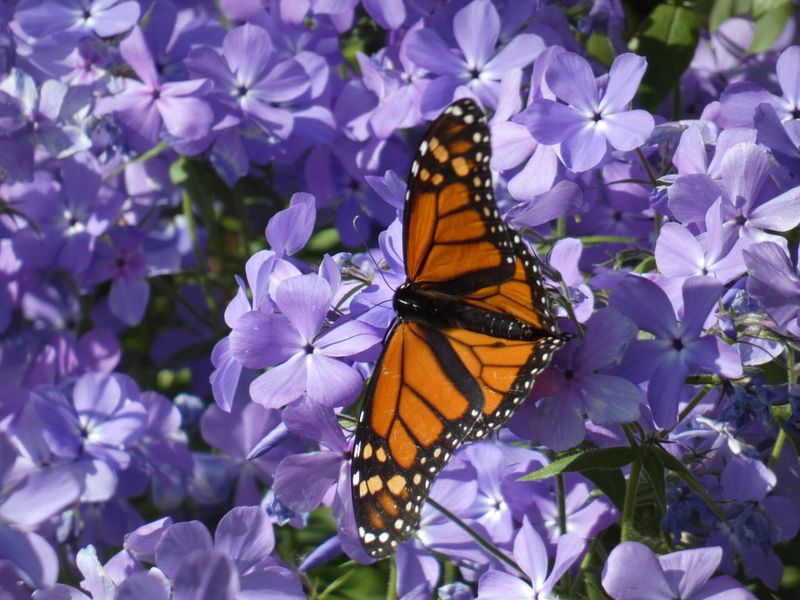 Early Pollinators Find It Before Summer