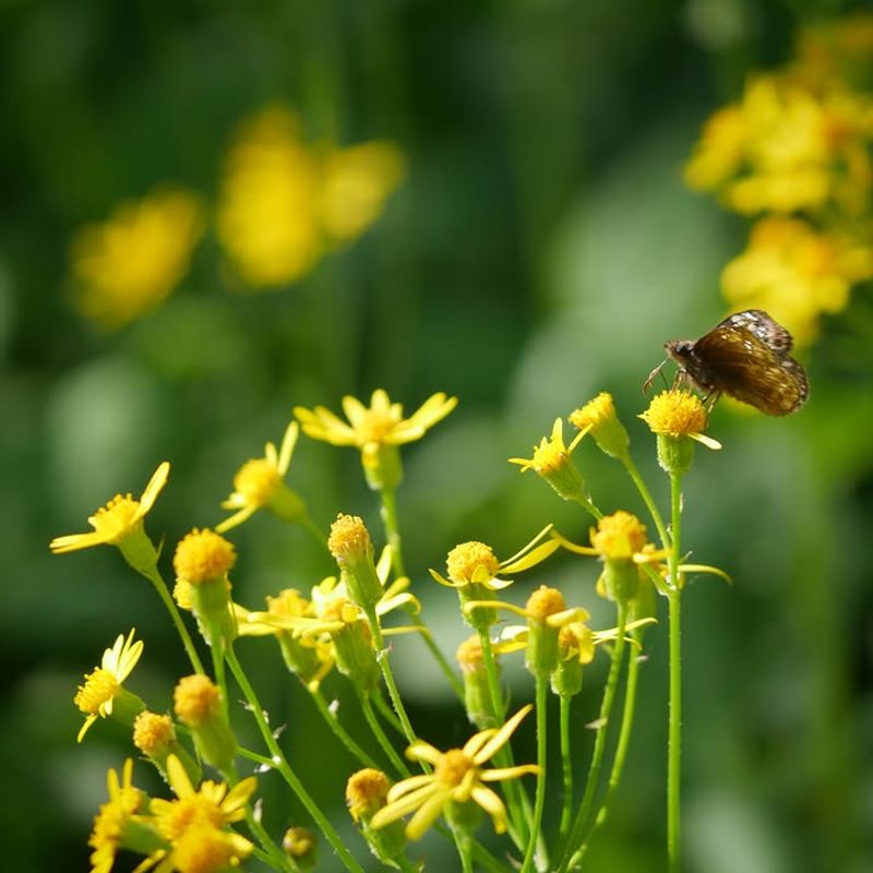 Early Pollinators Find The Flowers
