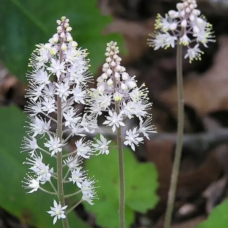 Early Spring Blooms That Pollinators Absolutely Love Early Spring Blooms That Pollinators Absolutely Love