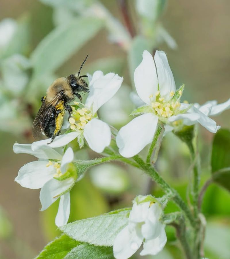 Early Spring Flowers That Pollinators Absolutely Love Early Spring Flowers That Pollinators Absolutely Love