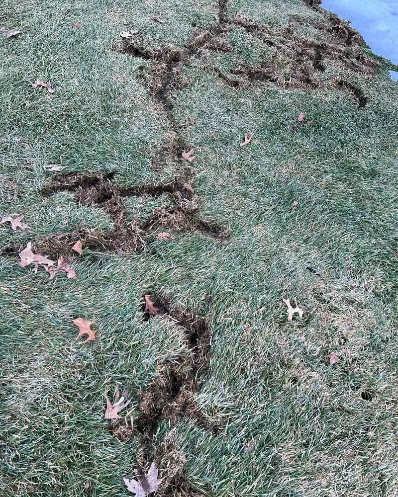 Early Spring Vegetation Patches