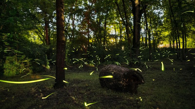 Early Summer Kicks Off Firefly Mating Season Early Summer Kicks Off Firefly Mating Season
