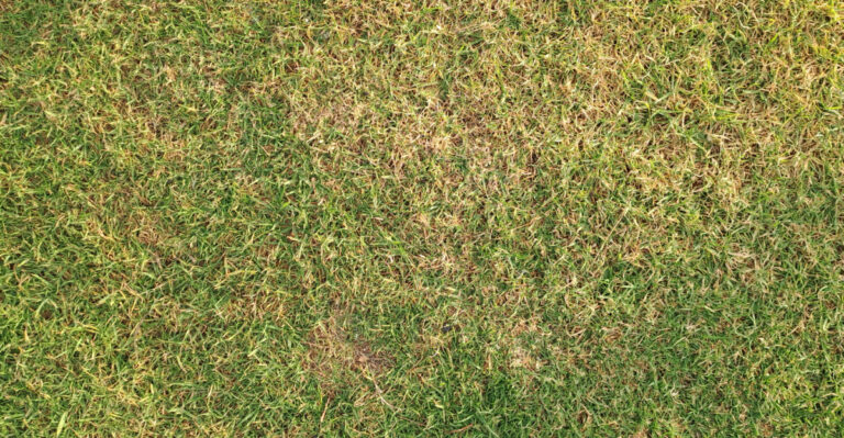 Early Summer Signs Your Illinois Lawn Is Struggling With Drought