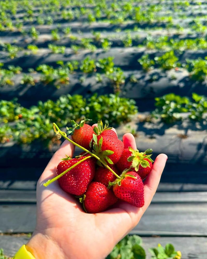 Early To Mid June Is Usually The First Sweet Spot