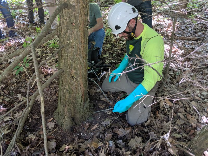 Early Treatment Gives Hemlocks A Better Chance