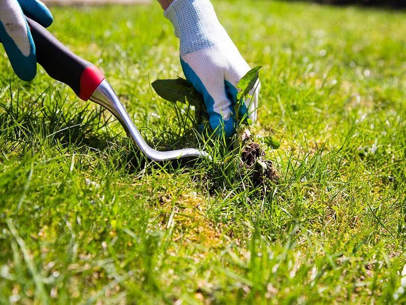 Early Weeding Saves The Whole Season Early Weeding Saves The Whole Season