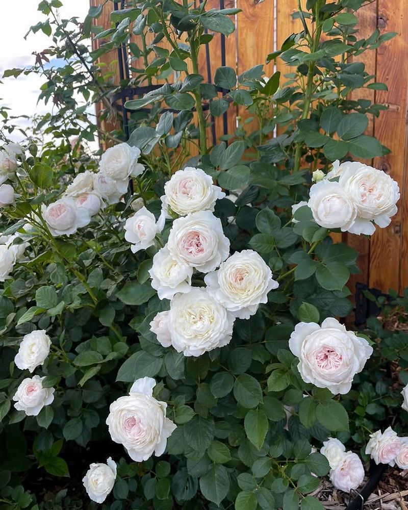 Earth Angel Rose Produces Large Fragrant Blooms