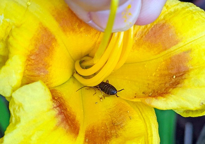 Earwigs Hide Inside Soft Flowers Earwigs Hide Inside Soft Flowers