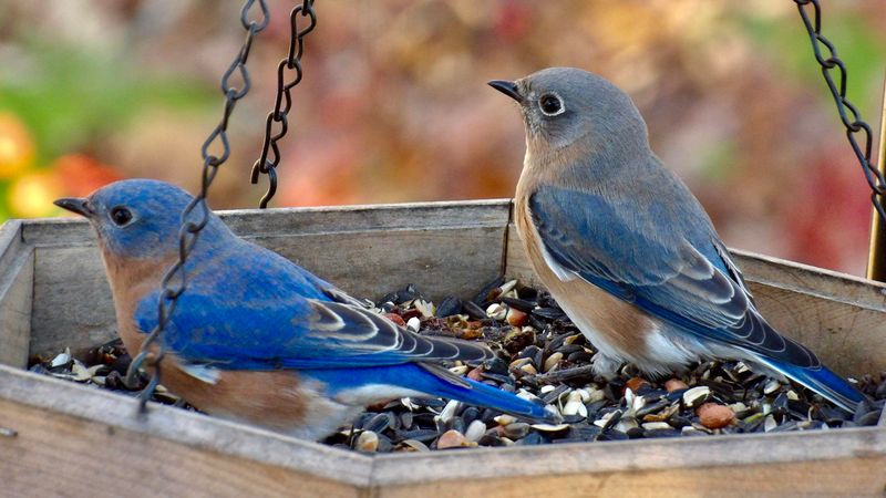 Eastern Bluebirds Hunt Low Insects Eastern Bluebirds Hunt Low Insects
