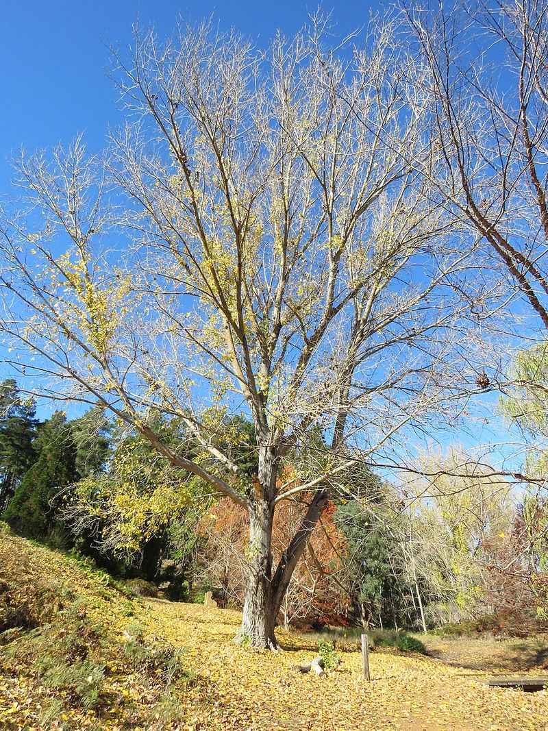Eastern Cottonwood Belongs Far From Pavement