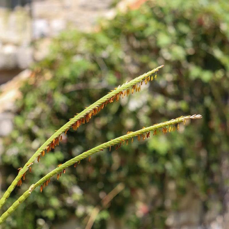 Eastern Gamagrass Supports Wet Problem Areas Eastern Gamagrass Supports Wet Problem Areas