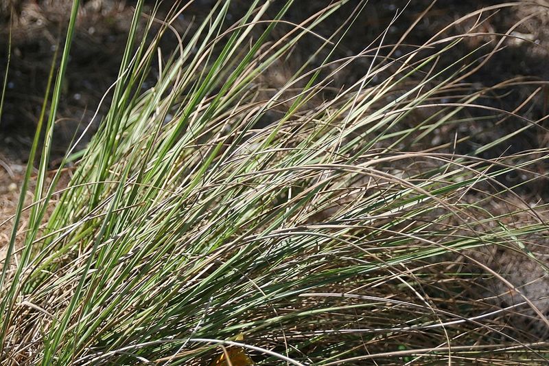 Eastern Gamagrass (Tripsacum Dactyloides) Eastern Gamagrass (Tripsacum Dactyloides)