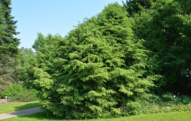 Eastern Hemlock Works Where Cool Shade And Moist Soil Meet Eastern Hemlock Works Where Cool Shade And Moist Soil Meet