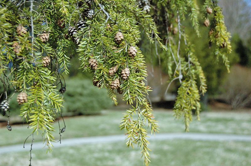 Eastern Hemlocks Are The Trees Most At Risk