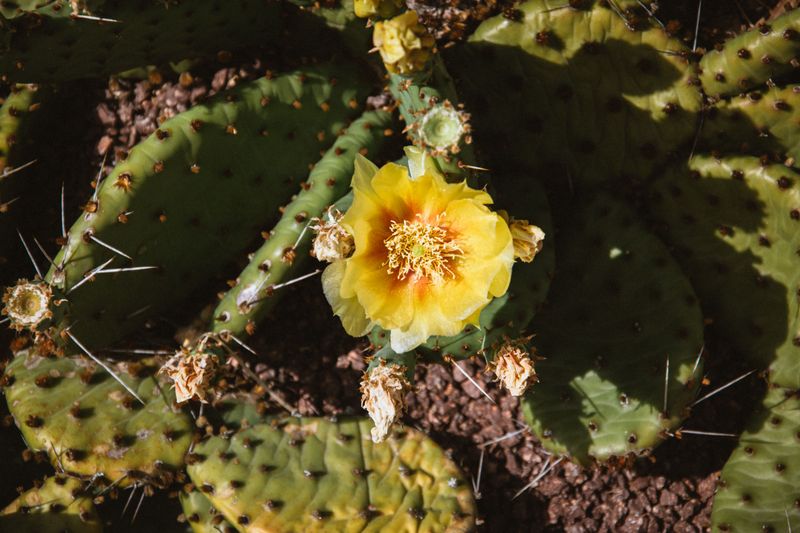 Eastern Prickly Pear