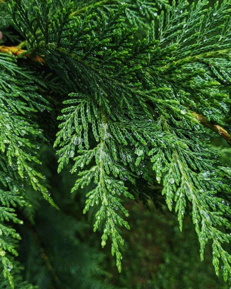 Eastern Red Cedar Eastern Red Cedar