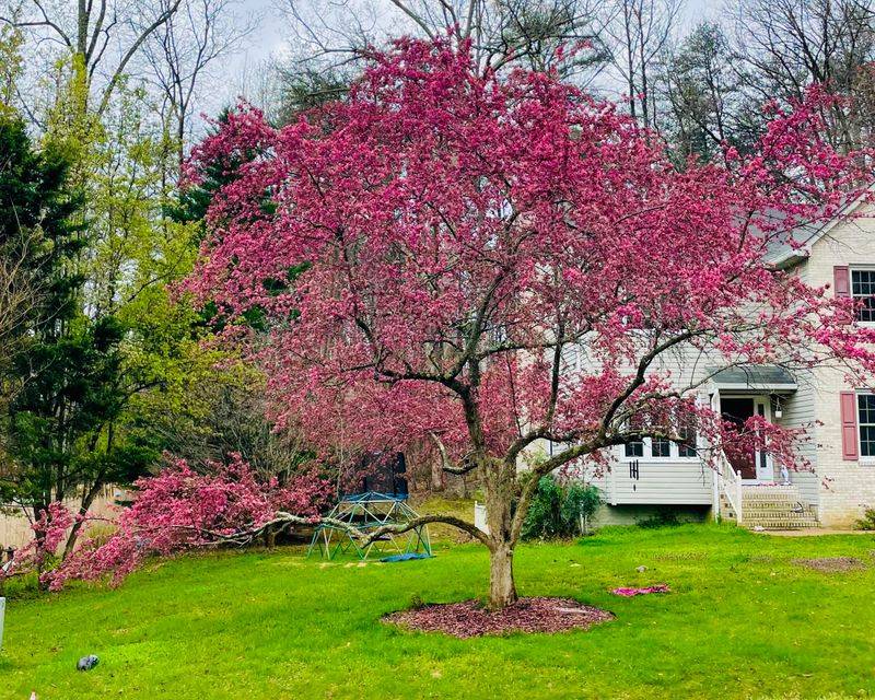 Eastern Redbud Eastern Redbud
