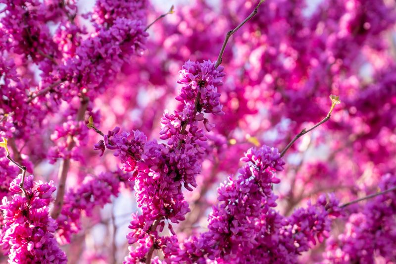Eastern Redbud