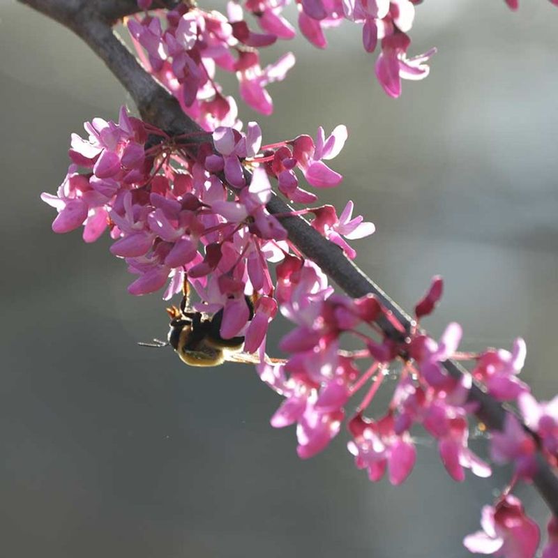 Eastern Redbud Eastern Redbud