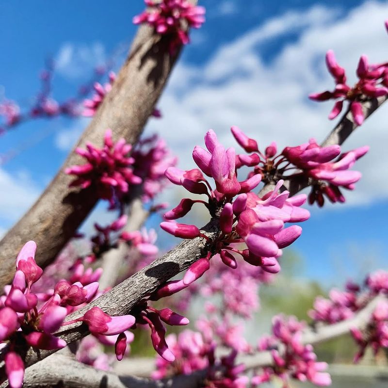 Eastern Redbud 
