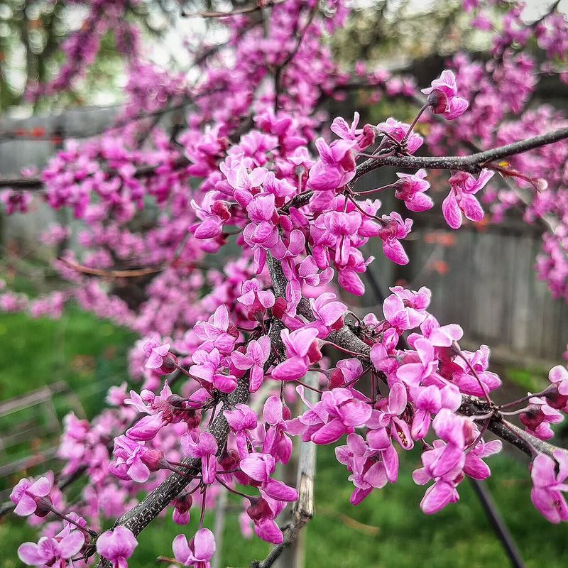 Eastern Redbud 