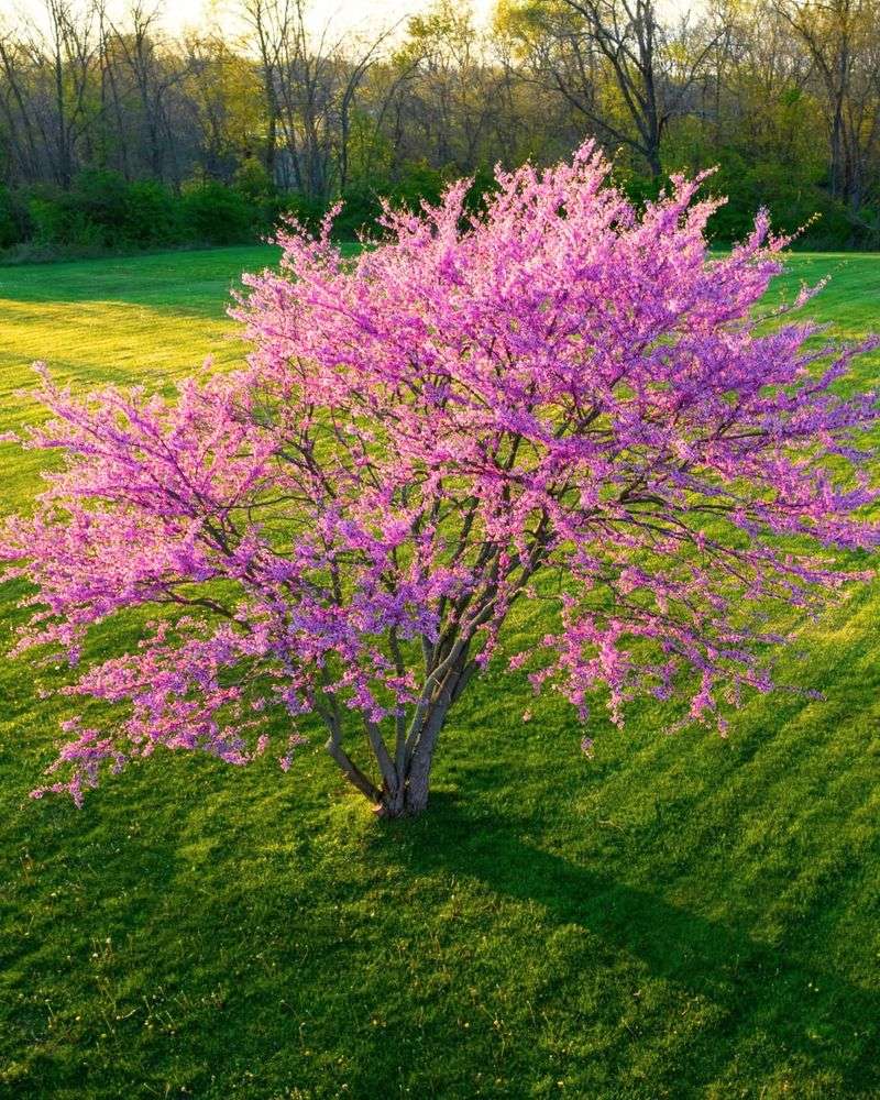 Eastern Redbud Eastern Redbud