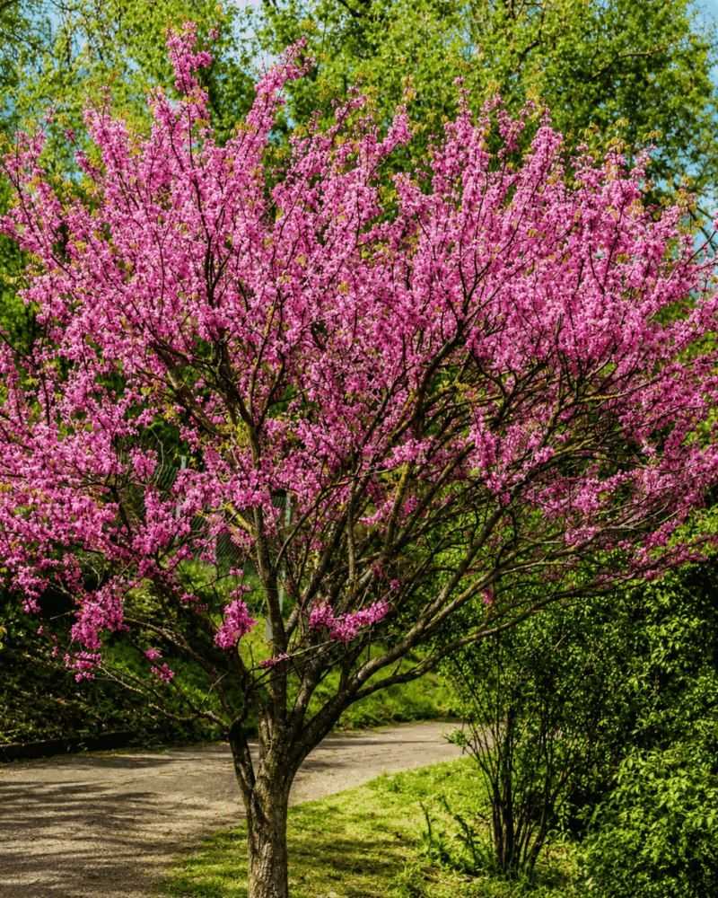 Eastern Redbud