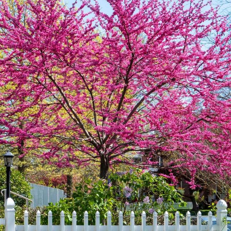 Eastern Redbud 