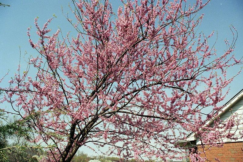 Eastern Redbud Delivers Spring Color Without The Problems