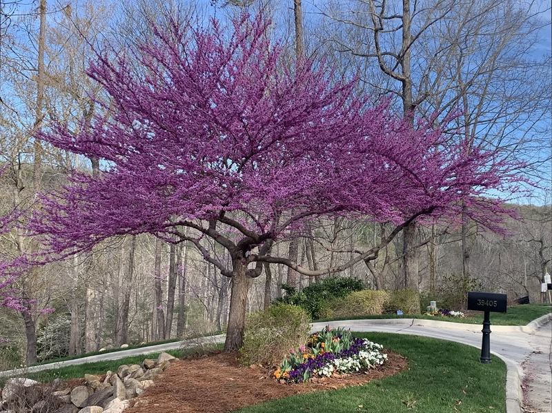 Eastern Redbud Stands Out With Heart-Shaped Foliage