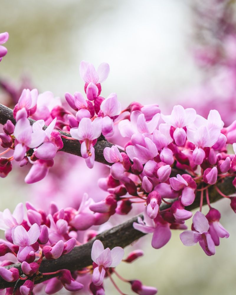Eastern Redbud
