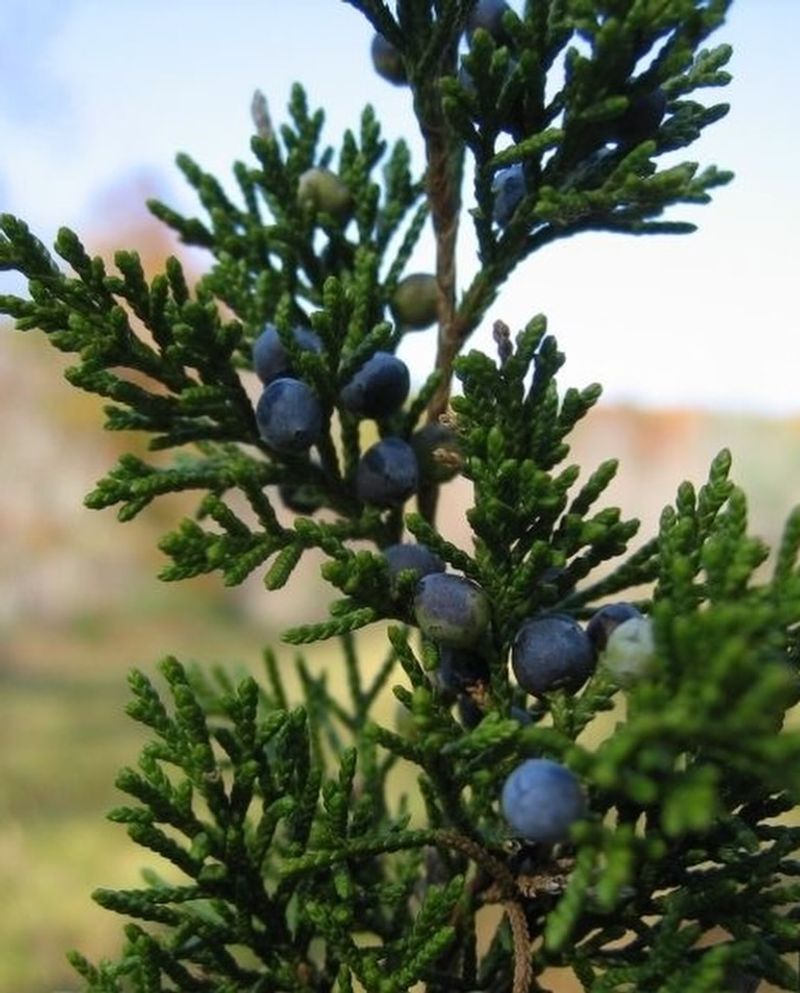 Eastern Redcedar Provides Year-Round Evergreen Cover