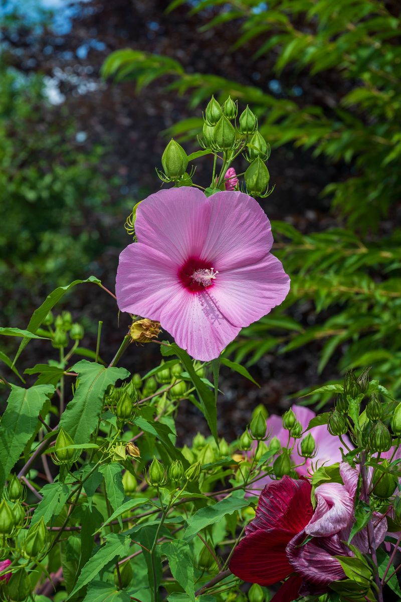 Eastern Rosemallow